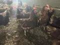 Кокошки Ломан Браун, снимка 1