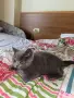 Котенок Шатланский вислоухий 4 месяца, снимка 8