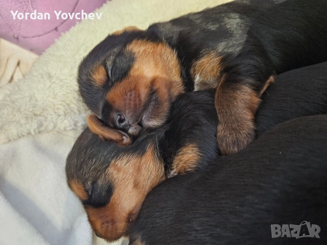 Мини Йорки, снимка 2 - Йоркширски териер - 54337040