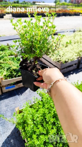 Потентила, Potentilla fruticosa 'Daydawn', студоустойчива и многогодишна, снимка 9 - Градински цветя и растения - 54795646