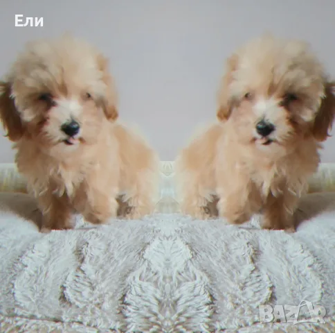 Малтипу/той пудел