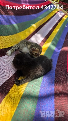 Подарявам три малки котенца. , снимка 14 - Други - 54358034