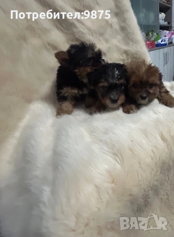 Продавам йоркита