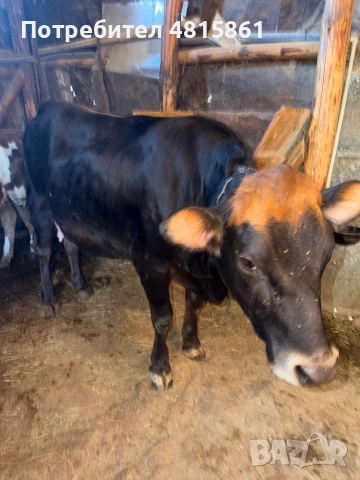 Продавам юница, снимка 2 - Крави - 54399514