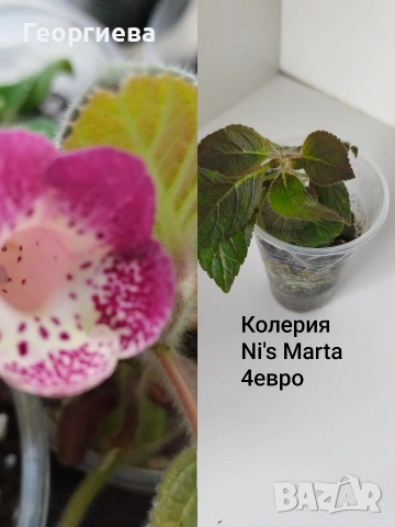 колерия , снимка 7 - Стайни растения - 54716817