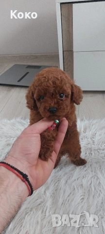 Той пуделче , снимка 3 - Пудели - 53949526