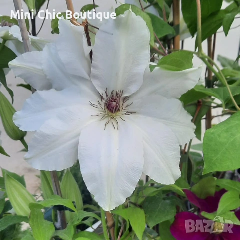 Кралски Клематис  (Clematis ) Микс (Едри цветове) – Готови за засаждане!Пазарджик с доставка до дома, снимка 8 - Градински цветя и растения - 54529026
