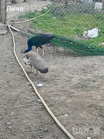 пера от паун , снимка 2 - Други - 54351515
