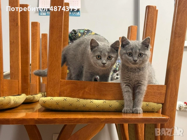 🐾 Прекрасни женски котенца Британска късокосместа търсят своя дом 🐾