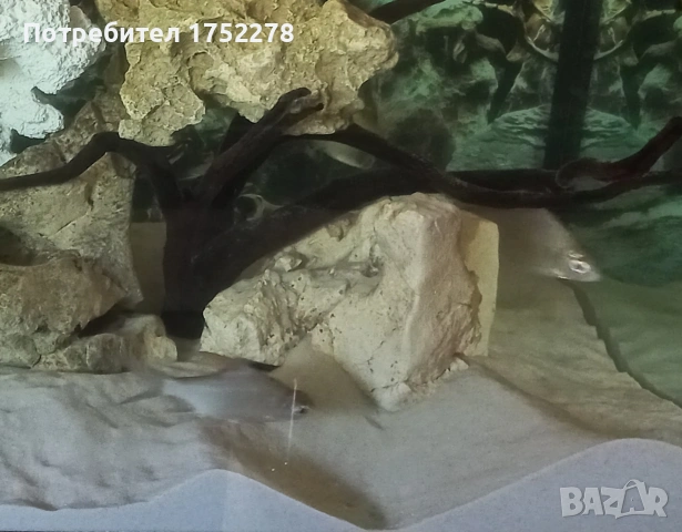 Риби сиамски шарани( Catlocarpio siamensis), снимка 4 - Рибки - 54819180