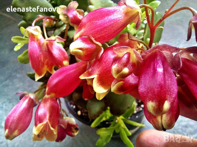 Комплект от три сукулентни растения, снимка 2 - Стайни растения - 54271119