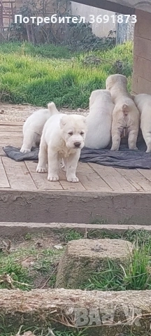 алабайчета чистокръвни, снимка 11 - Алабай - 54087010