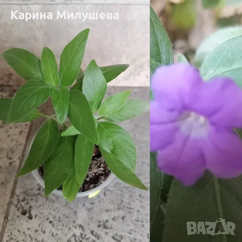 Продавам различни цветя, снимка 4 - Стайни растения - 44843070