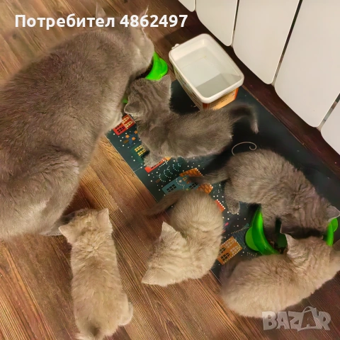 Продяавам, снимка 4 - Британска късокосместа - 54990111