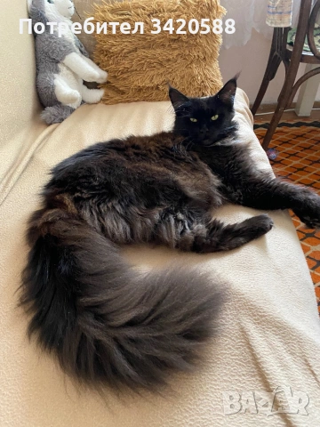 Котка на 5 години търси нови стопани, снимка 2 - Мейн кун - 54786597