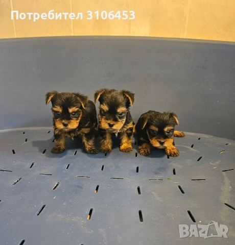 Йоркширски териер - йорки, снимка 2 - Йоркширски териер - 55023096