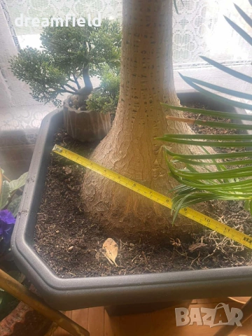 Нолина- екзотично цвете., снимка 3 - Стайни растения - 54182956