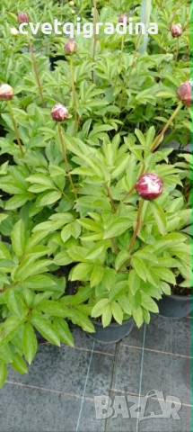 Paeonia ‘The Fawn’ / Божур „Еленчето“, снимка 3 - Градински цветя и растения - 54650933