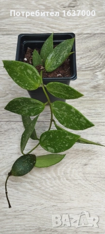 Хоя Gracilis 