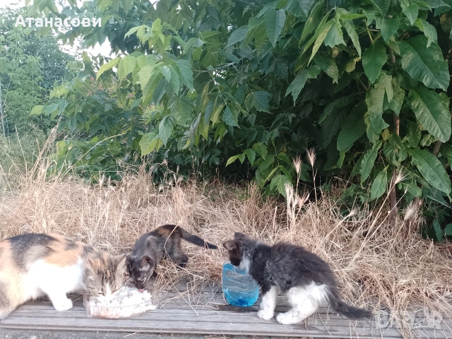 Подарявам котета , снимка 2 - Ангорски - 55157376