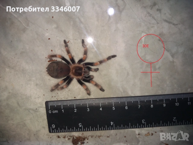 Tarantula - Продавам Тарантyли от снимите - получавате това което виждате, снимка 10 - Други - 44106536