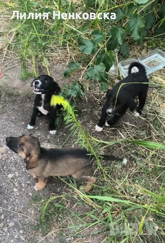 🐾 Четири малки кученца търсят дом! ❤️
