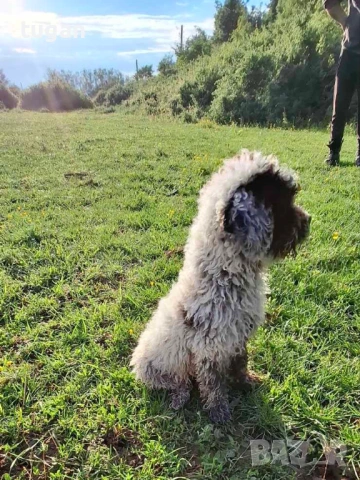 Бебета Лагото Романьоло / Lagotto Romagnolo, снимка 5 - Други - 54303243
