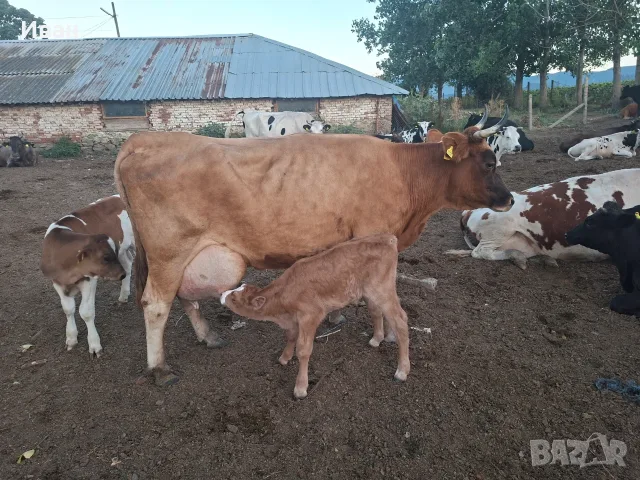 Продавам 1 бр. кравa, снимка 2 - Крави - 55531375