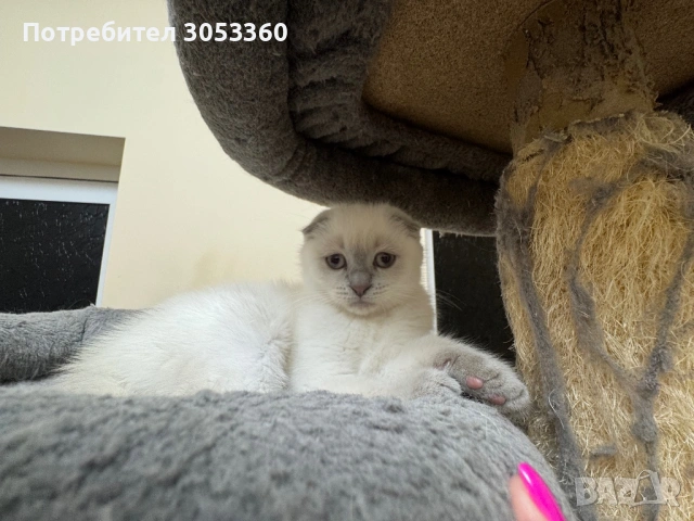 Шотландски късокосмести котки, снимка 7 - Британска късокосместа - 54502703
