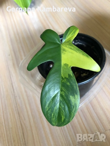 Philodendron Florida Beauty 