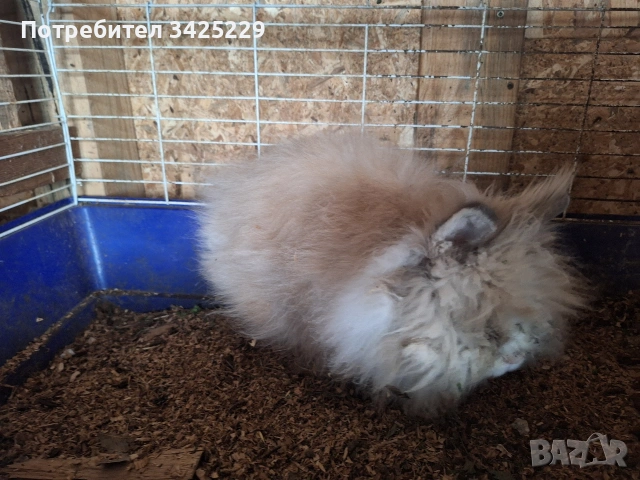 декоративни зайци , снимка 4 - Декоративни зайчета - 54201000