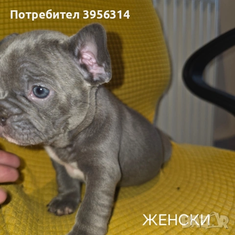 Френски булдог търси дом 🐾 Малки френски булдочета на 40 дни търсят своето  ново  семейство. , снимка 7 - Френски булдог - 54364366