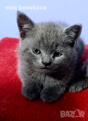 Продавам прекрасно правоухо шотландско момиченце!, снимка 2 - Британска късокосместа - 54075466