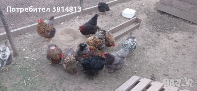 Яйца за люпене, снимка 2 - други­ - 54495415