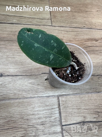 Hoya Rintzii Borneo , снимка 2 - Стайни растения - 54001741