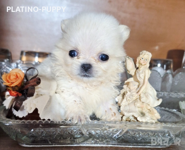 Чихуахуа мини дългокосмести, снимка 4 - Чихуахуа - 54199907