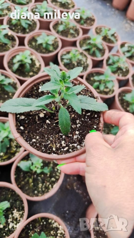 Вероника, Veronica spicata anniversary blue, снимка 8 - Градински цветя и растения - 54092358