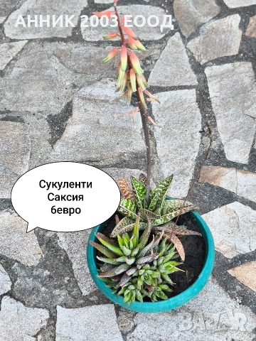 Стайни цветя , снимка 7 - Стайни растения - 55055266
