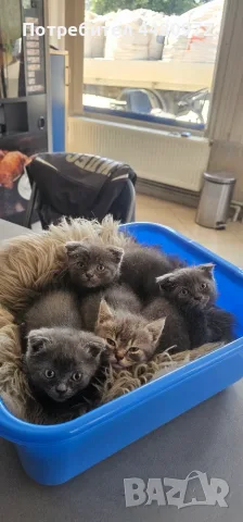 Британчета/синя руска котка кръстоска