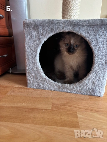 Рагдол/Регдол/Ragdol, снимка 7 - Сибирски - 54077744