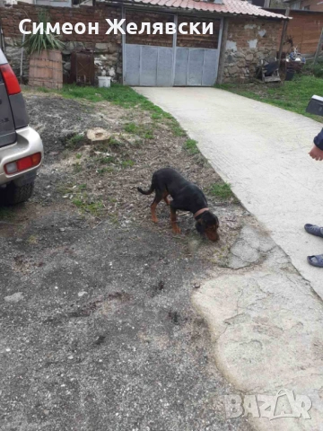 Балканско гонче 