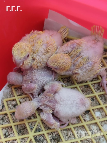 Социални бебета папагали монах , снимка 4 - Папагали - 54262879