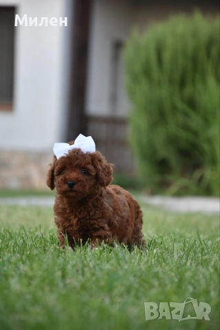Той пудел Toy poodle, снимка 4 - Пудели - 55006000