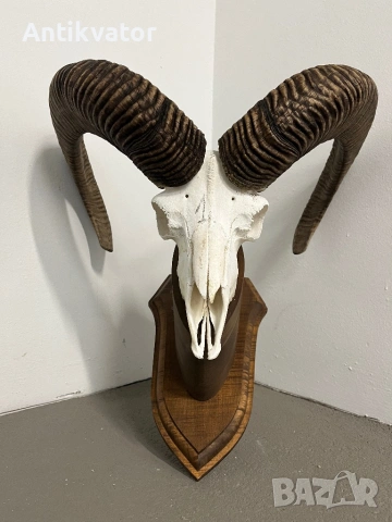 Трофеи от муфлони, снимка 12 - Декорация за дома - 54321341