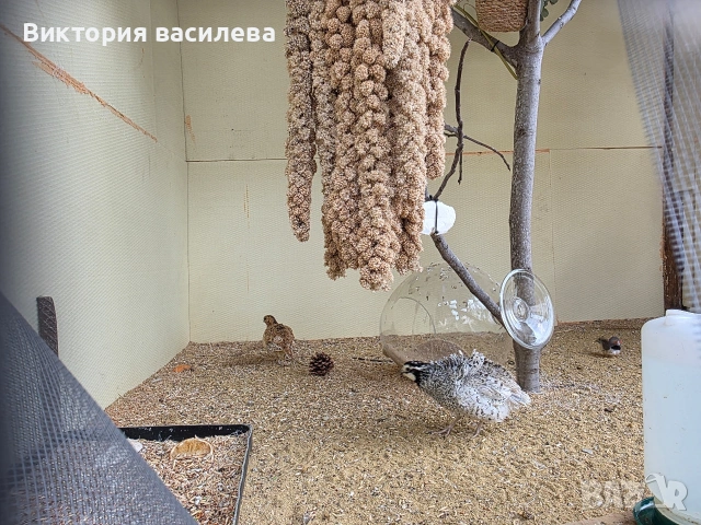 Свободна двойка Вирджински пъдпъдъци миналогодишни, снимка 2 - други­ - 54499172