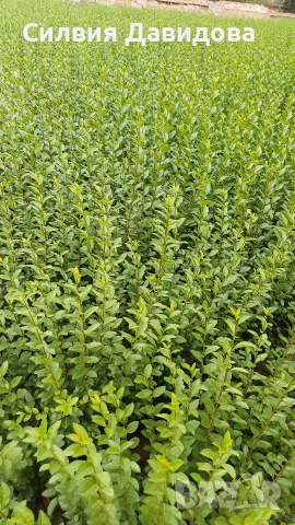 Лигуструм за жив плет , снимка 13 - Градински цветя и растения - 53983947