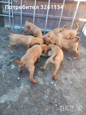 Жълто алесто гонче 
