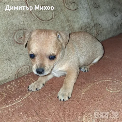 Продавам малки чихопинчери, снимка 10 - Пинчер - 55414722