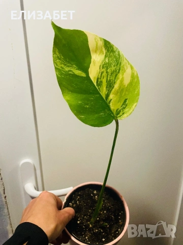 Monstera aurea