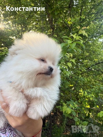 Мини померан момиченце, снимка 3 - Померан - 55137919